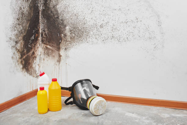 Best Mold Cleaning Services  in Houma, LA