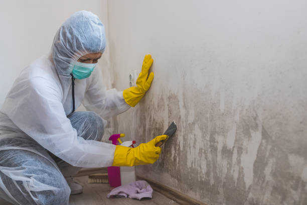 Best Black Mold Removal  in Houma, LA