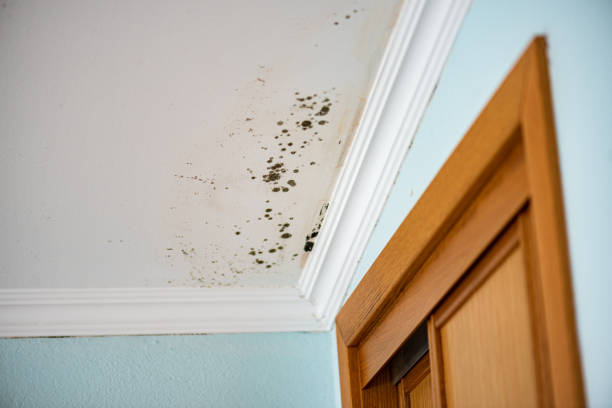 Crawl Space Mold Removal in Houma, LA