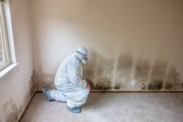 Best Fast Mold Removal  in Houma, LA