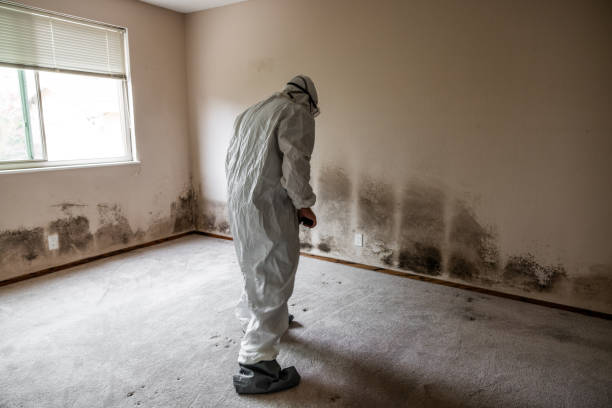 Best Mold Testing  in Houma, LA