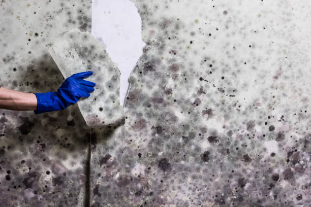 Best Local Mold Removal Service  in Houma, LA